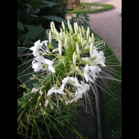 Bougainvillier - Bougainvillea Glabra (fam Nyctaginacees) (Bresil) (2)